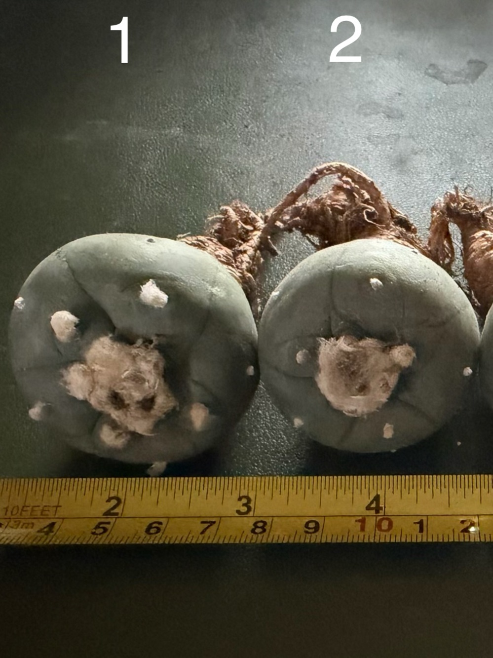 Lophophora Button Cactus